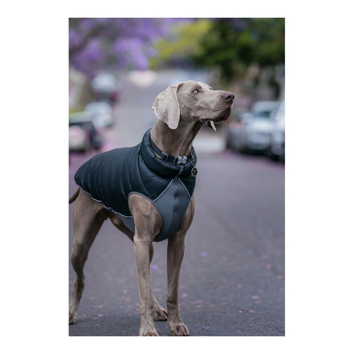 Dog Coat Red Dingo Puffer Black/Grey 25 cm-2