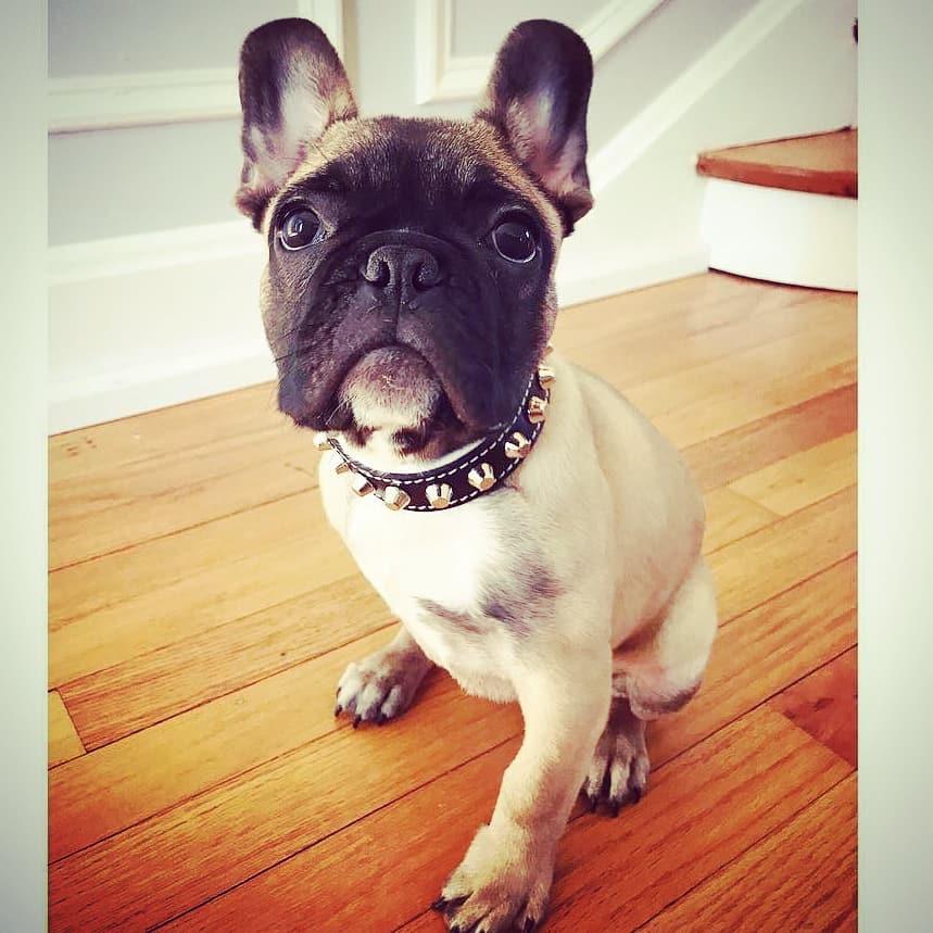 The "Rock" collar-4